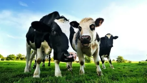 Dairy product prices slide on supply concerns