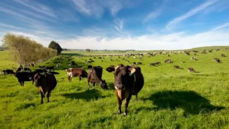 Fonterra likely to increase farmer payout for the 2015/16 season, economists say