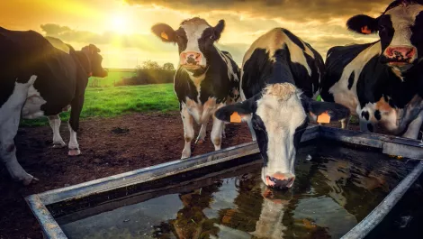Dairy farming: NZ Food Innovation Network incubates clean-tech idea