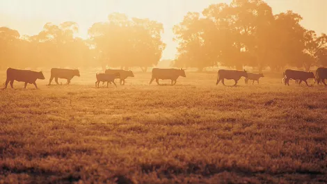 $570 million IoT goldmine waiting to be tapped by NZ agri sector
