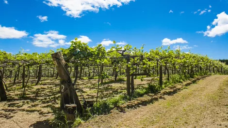 Kiwi agritech startup flourishes with homegrown legal marketplace